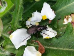 Carabus lusitanicus