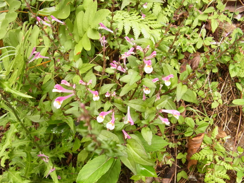 Melampyrum laxum iNat (1)