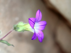 Campanula hierosolymitana