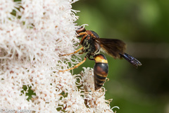 Euodynerus crypticus