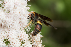 Euodynerus crypticus