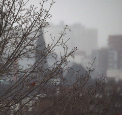 Cardinalis cardinalis