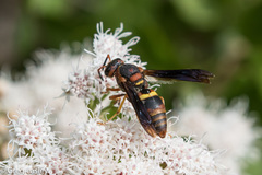 Euodynerus crypticus