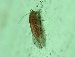 Lachesillidae
