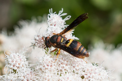 Euodynerus crypticus