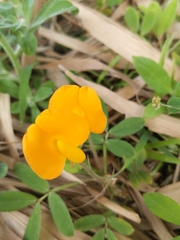Arachis hypogaea