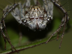 Oxyopes schenkeli