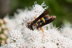 Euodynerus crypticus