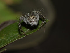 Oxyopes schenkeli