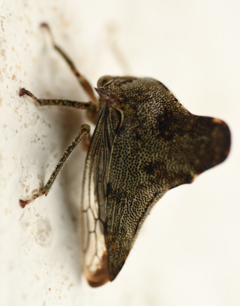 Telonaca alta