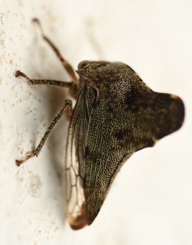 Telonaca alta