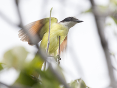 Pitangus sulphuratus