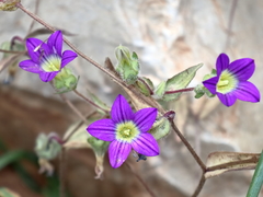 Campanula hierosolymitana