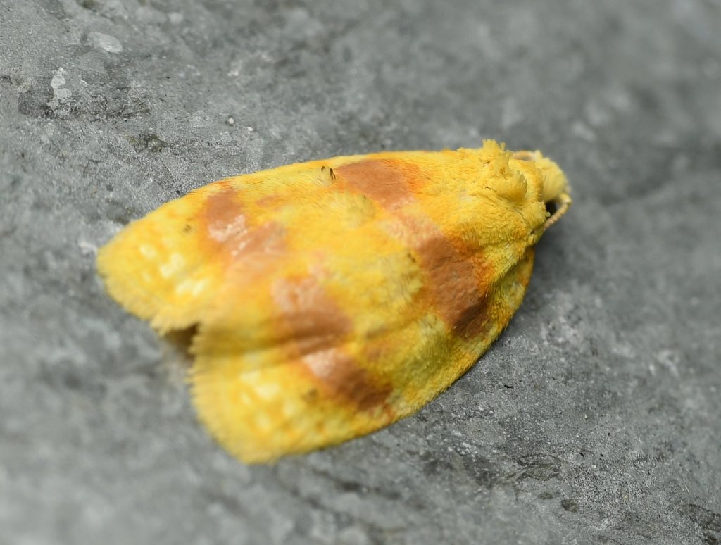 Oak Leafshredder Moth