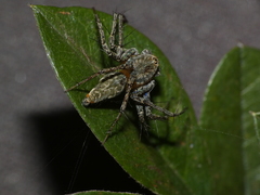 Oxyopes schenkeli