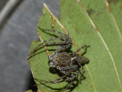 Oxyopes schenkeli