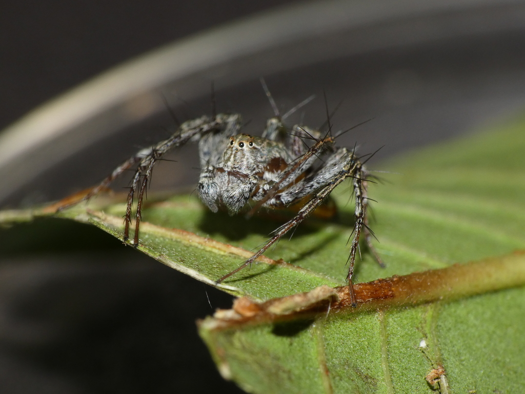Oxyopes schenkeli