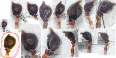 Oxyopes schenkeli