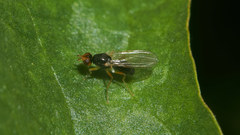 Chamaepsila