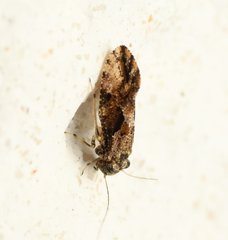Myopsocus