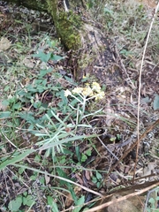 Pseudognaphalium affine