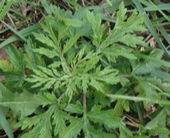 Artemisia vulgaris