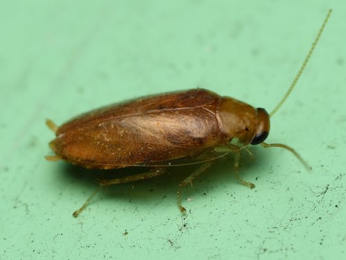 Florida beetle cockroach