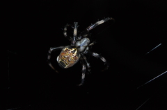 Araneus venatrix