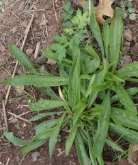 Plantago lanceolata