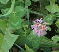 Trifolium pratense