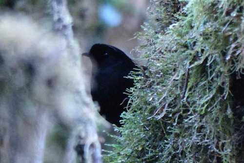 Melampitta lugubris observed 2017-10-13