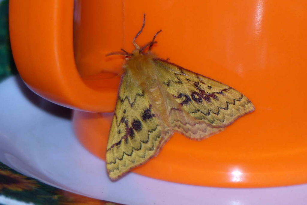 Corticomis eupterotioides
