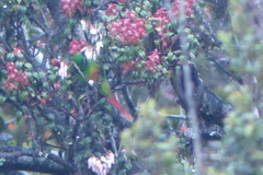 Oreopsittacus arfaki