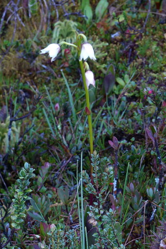 Dendrobium acutisepalum observed 2017-10-13