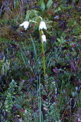 Dendrobium acutisepalum