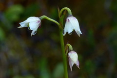 Dendrobium acutisepalum