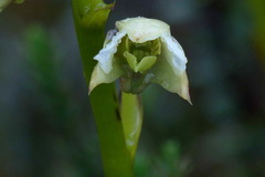 Dendrobium acutisepalum