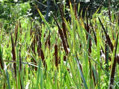 Typha