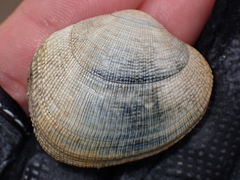 Ruditapes decussatus