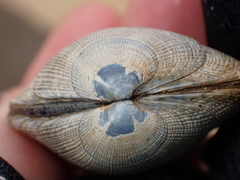 Ruditapes decussatus