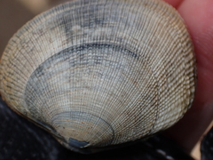 Ruditapes decussatus