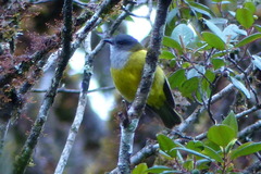 Pachycephala lorentzi