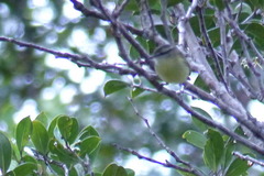 Phylloscopus poliocephalus