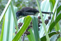 Astrapia splendidissima