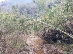 Chimonobambusa quadrangularis