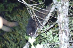 Silky Cuscus photo 3