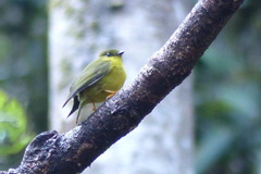 Microeca papuana