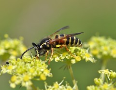 Dolichovespula norwegica