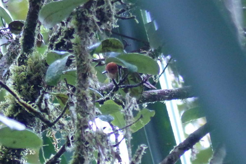 Clytomyias insignis, 2017-10-17