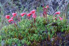 Rhododendron saxifragoides